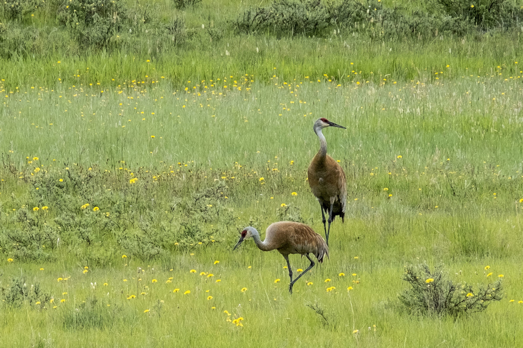 Sandhill Cranes